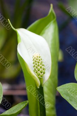Calla palustris