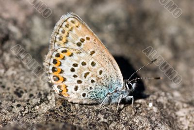 The butterfly on a stone