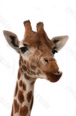 Giraffe Giraffe
