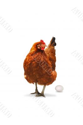 Just a chicken