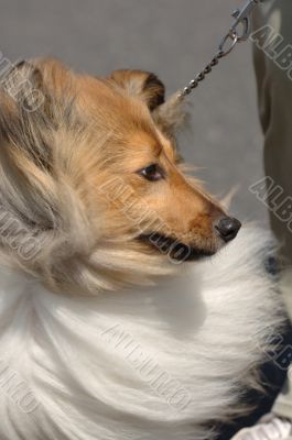 Shetland Sheepdog