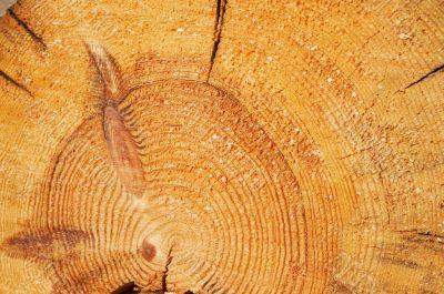 wood log cut texture