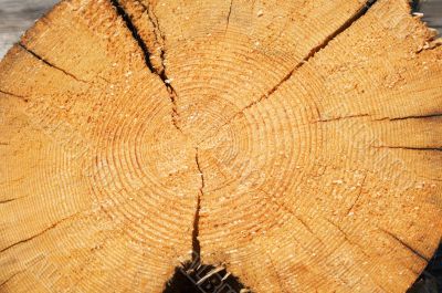 texture of wood log cut