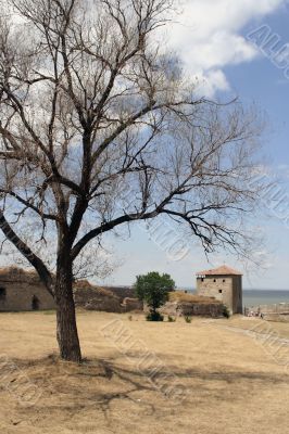 Tree in a fortress