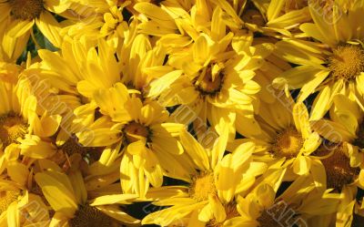 dewy sunny flowers