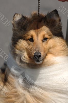 Shetland Sheepdog