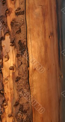 dry tree trunk in sunset light