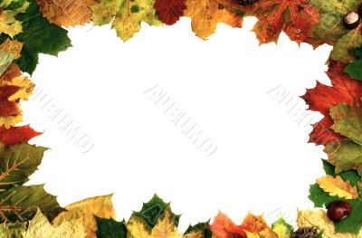 natural frame on white