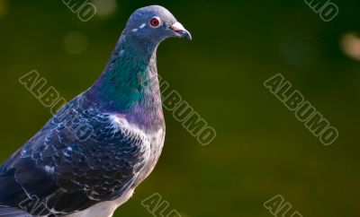 Pigeon`s look