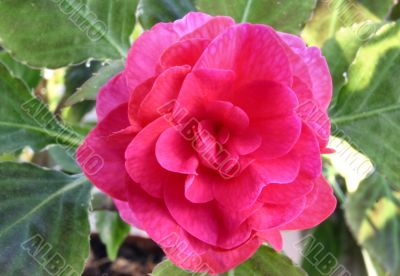 pink beauty