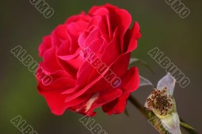 rose