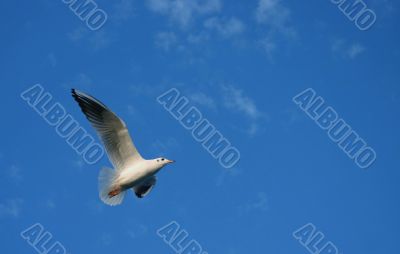 Spread your wings on blue