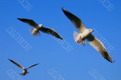 Spread your wings on blue