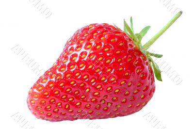 strawberry against white background