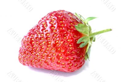 strawberry against white background