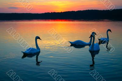 swan family