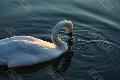 young swan