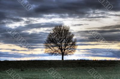 sunset landscape with tree silhouette