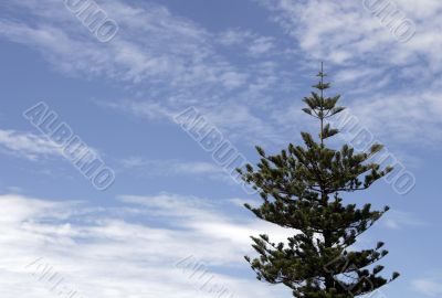 Pine Tree Pine Tree