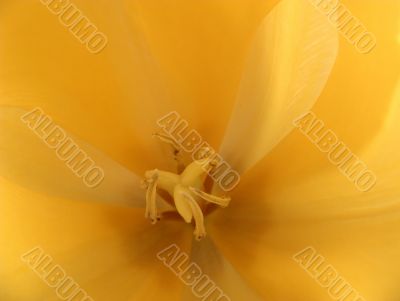 Yellow Tulip Macro