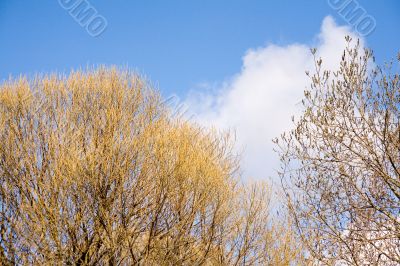 Under the spring sky