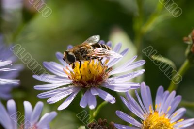 Hoverfly on a camomile