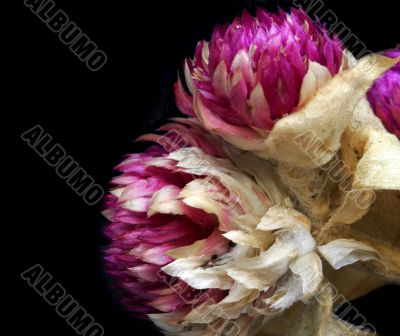 Dried Flowers Close Up