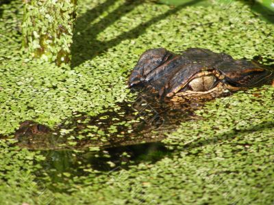 American Alligator