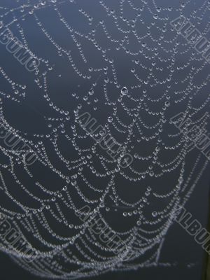 Spider web with dew