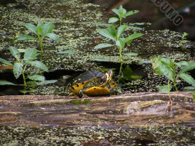 Yellow-Bellied Slider Turtle