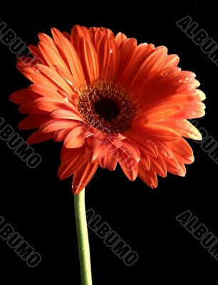 Orange Gerbera Daisy