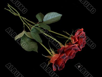 Three Red Roses with Waterdrop