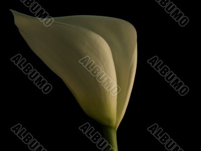 Calla Lily on Black