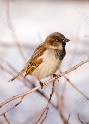 Passer domesticus