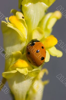 Ladybird on a yellow flower