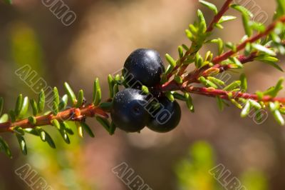 Crowberry