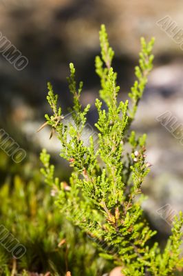 green heather