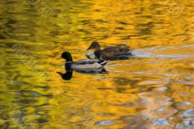 Ducks in gold
