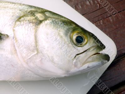 bluefish head