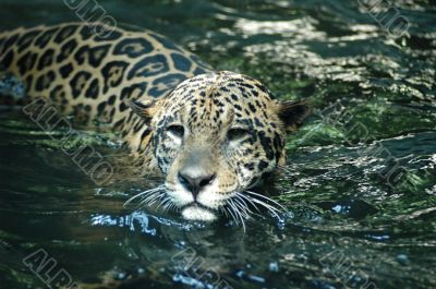 Jaguar - Panthera onca