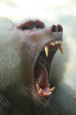 Hamadryas Baboon (Papio hamadryas)