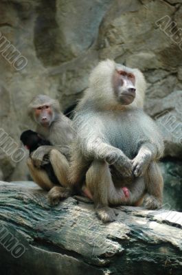 Hamadryas Baboon (Papio hamadryas)