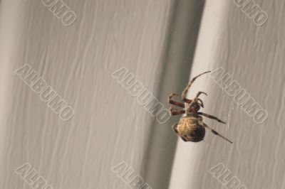 Orb Weaver Spider