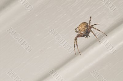 Orb Weaver Spider