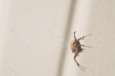 Orb Weaver Spider