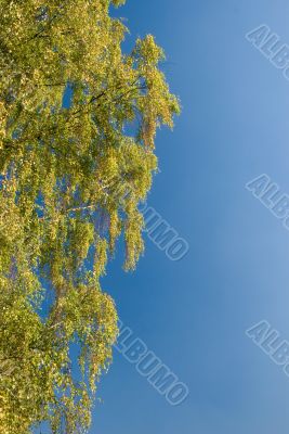 Park landscape Park landscape