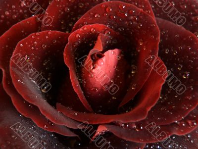 Red Rose Macro Red Rose Macro