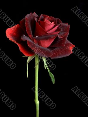 Single Red Rose