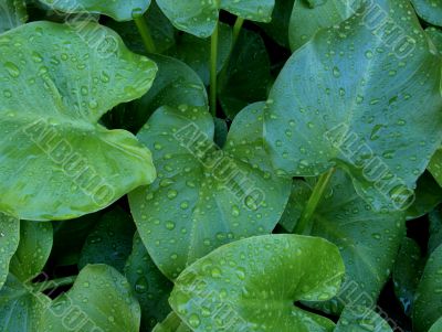 Arum Lily Leaves