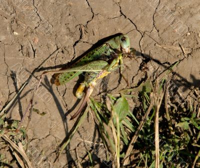 dead grasshopper